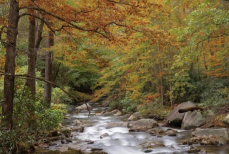 Stream rushing through a forest